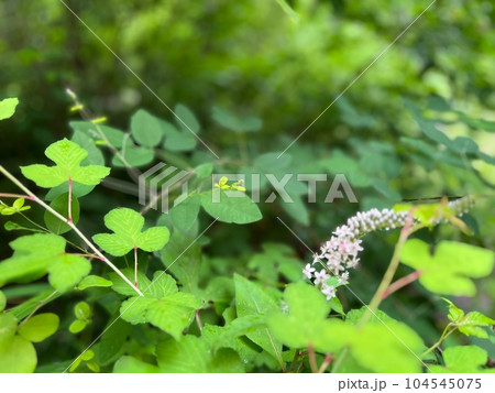 森の中の草花 初夏に咲くオカトラノオの花 森の中の草花 初夏に咲くオカトラノオの花 104545075
