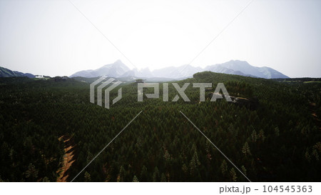 Forest of pine in the mountains 104545363