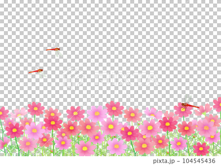 コスモス畑と赤とんぼ　 104545436