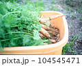 人参の収穫 104545471