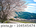 田園の桜並木 104545474