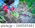 ネギの収穫　 104545481