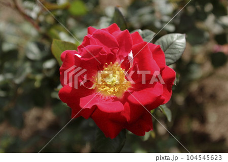 荒尾市　おもやい市民花壇　バラの花、 104545623