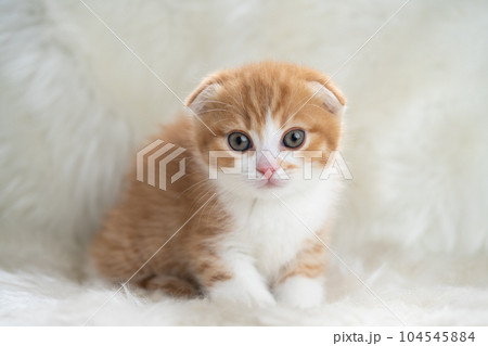 スコティッシュフォールドの子猫 104545884