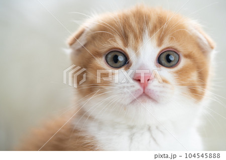 スコティッシュフォールドの子猫 104545888