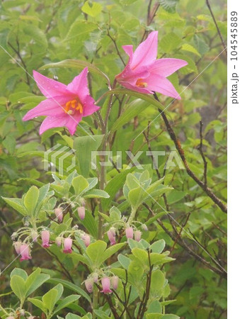雨の中、ともに咲くヒメサユリとドウタンツツジ 104545889
