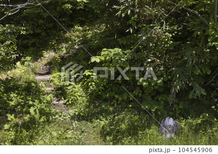 大渚山登山口　長野県小谷村 104545906