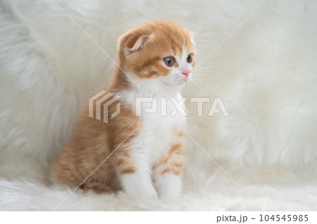 スコティッシュフォールドの子猫 104545985