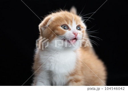 スコティッシュフォールドの子猫 104546042