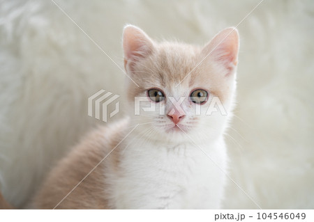 スコティッシュフォールドの子猫 104546049