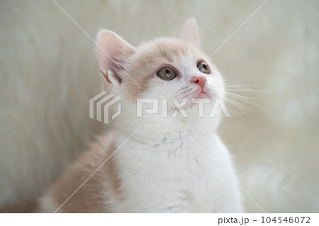 スコティッシュフォールドの子猫 104546072