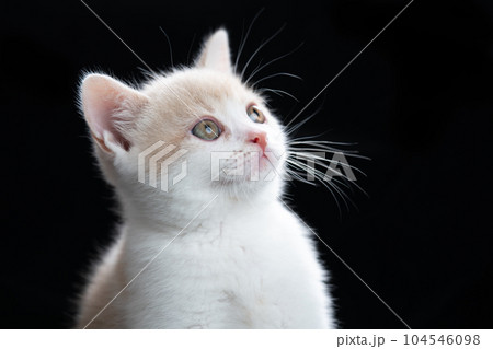 スコティッシュフォールドの子猫 104546098