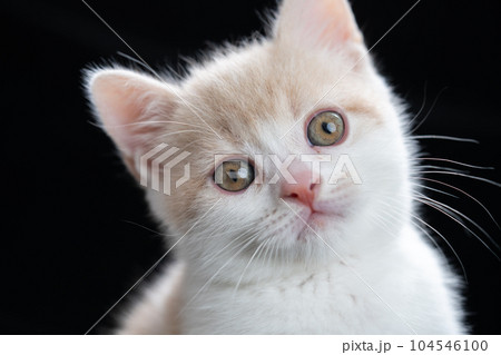 スコティッシュフォールドの子猫 スコティッシュフォールドの子猫 104546100