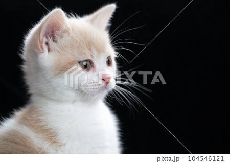 スコティッシュフォールドの子猫 104546121