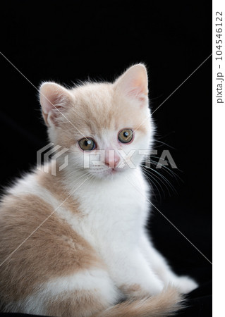 スコティッシュフォールドの子猫 104546122