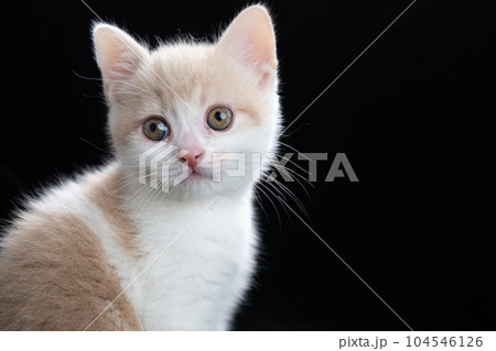 スコティッシュフォールドの子猫 104546126