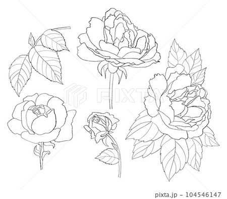 Collection garden flowers rose. Vector illustration. Isolated linear hand drawn plants, leaves and branches for design, decor and decoration. 104546147