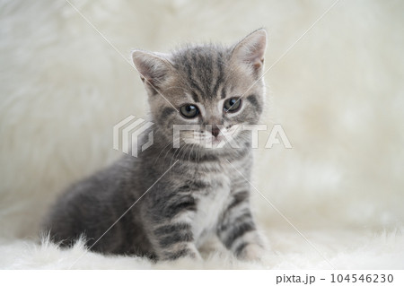 スコティッシュフォールドの子猫 104546230