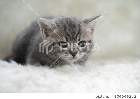 スコティッシュフォールドの子猫 スコティッシュフォールドの子猫 104546232