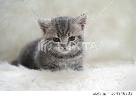 スコティッシュフォールドの子猫 スコティッシュフォールドの子猫 104546233