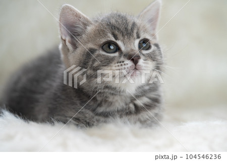 スコティッシュフォールドの子猫 104546236