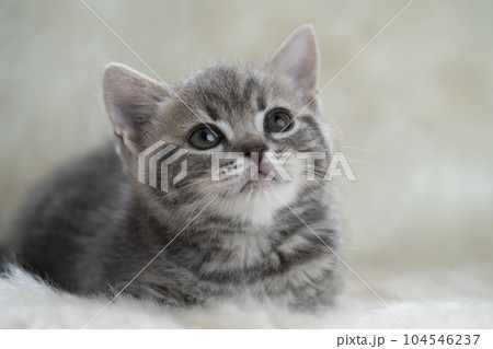 スコティッシュフォールドの子猫 スコティッシュフォールドの子猫 104546237