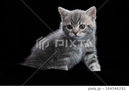 スコティッシュフォールドの子猫 104546292