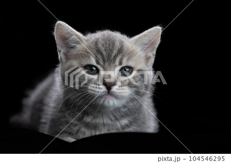 スコティッシュフォールドの子猫 スコティッシュフォールドの子猫 104546295