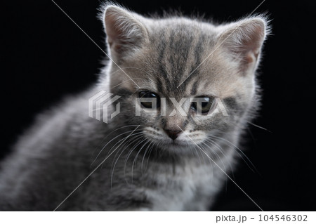 スコティッシュフォールドの子猫 104546302