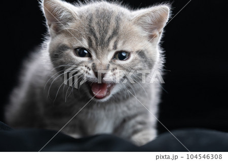 スコティッシュフォールドの子猫 スコティッシュフォールドの子猫 104546308