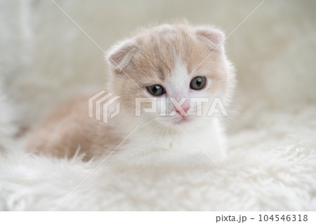 スコティッシュフォールドの子猫 スコティッシュフォールドの子猫 104546318