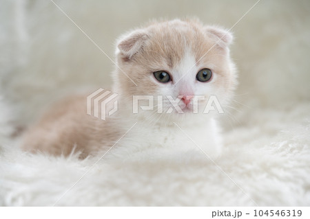 スコティッシュフォールドの子猫 スコティッシュフォールドの子猫 104546319