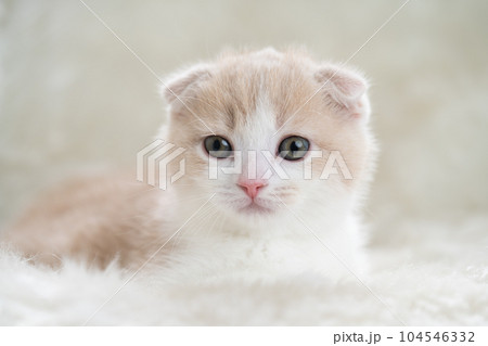 スコティッシュフォールドの子猫 104546332
