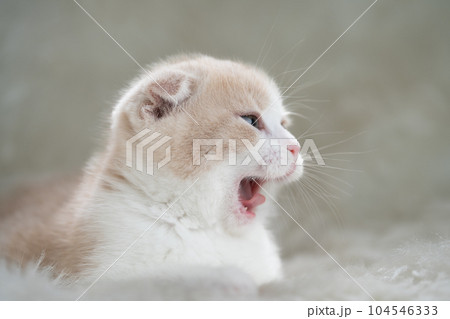 スコティッシュフォールドの子猫 スコティッシュフォールドの子猫 104546333