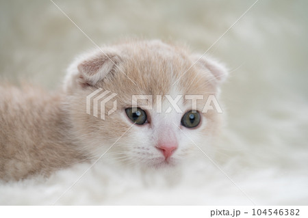 スコティッシュフォールドの子猫 104546382