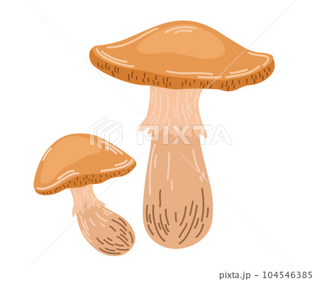 0606_mushroom 104546385