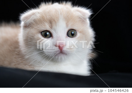 スコティッシュフォールドの子猫 スコティッシュフォールドの子猫 104546426
