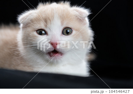 スコティッシュフォールドの子猫 104546427