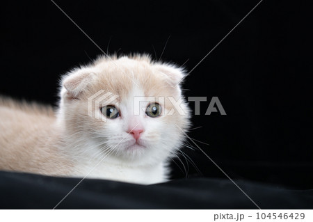 スコティッシュフォールドの子猫 104546429
