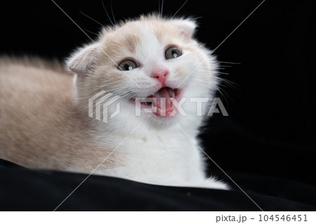 スコティッシュフォールドの子猫 スコティッシュフォールドの子猫 104546451