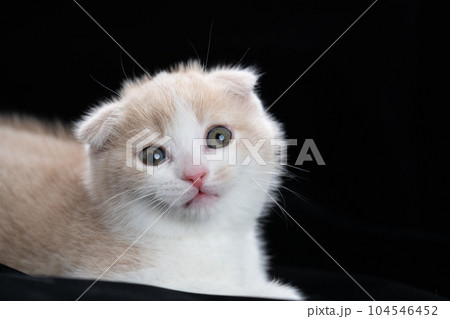 スコティッシュフォールドの子猫 スコティッシュフォールドの子猫 104546452