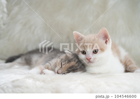 スコティッシュフォールドの子猫 スコティッシュフォールドの子猫 104546600