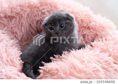 スコティッシュフォールドの子猫 104546606