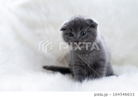 スコティッシュフォールドの子猫 スコティッシュフォールドの子猫 104546633