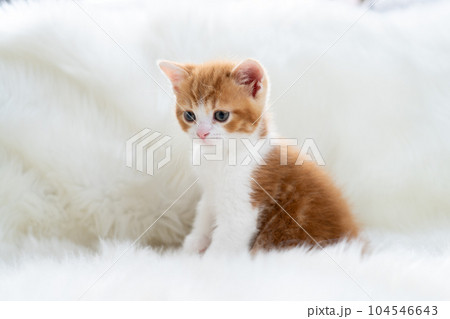 スコティッシュフォールドの子猫 104546643