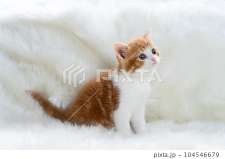 スコティッシュフォールドの子猫 スコティッシュフォールドの子猫 104546679
