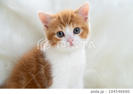 スコティッシュフォールドの子猫 104546680