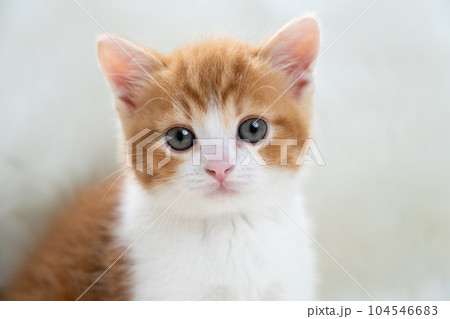 スコティッシュフォールドの子猫 104546683