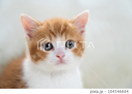 スコティッシュフォールドの子猫 104546684