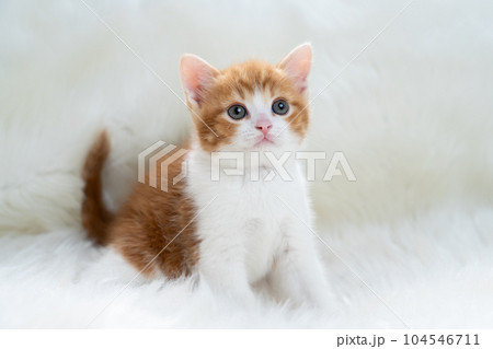 スコティッシュフォールドの子猫 104546711